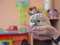 Jeż w przedszkolu_3