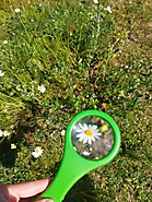 Mieszkańcy łąki 2021_7