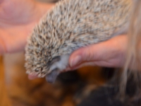 Jeż w przedszkolu_13